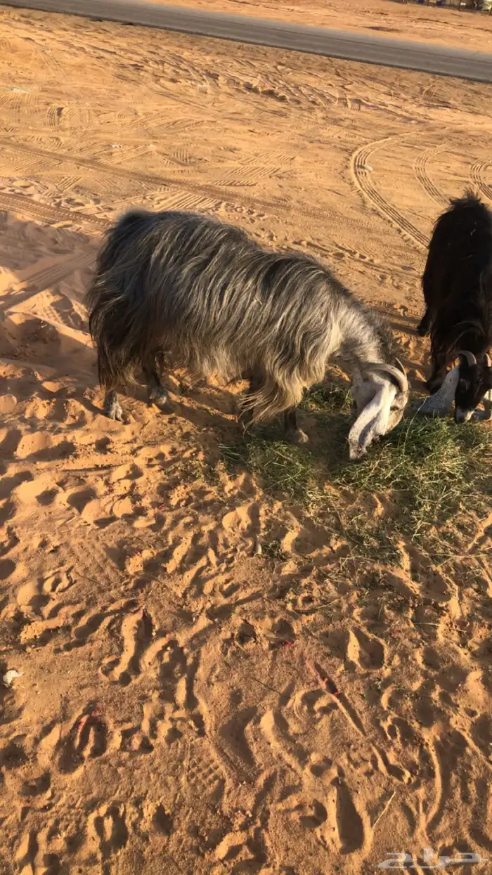 عنز والد تحتها 2 معزه حليب ومضاريع 6