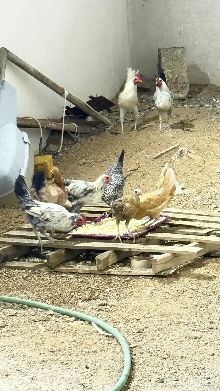 دجاج للبيع 2