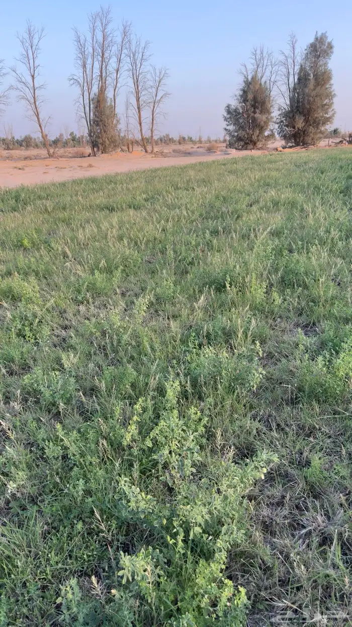 ايجار رشاش شهر برسيم 0