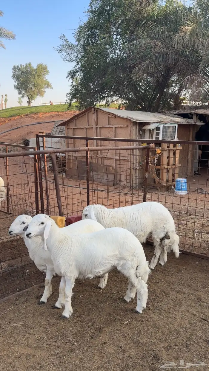 3 طليان طيبه فل شحم 0