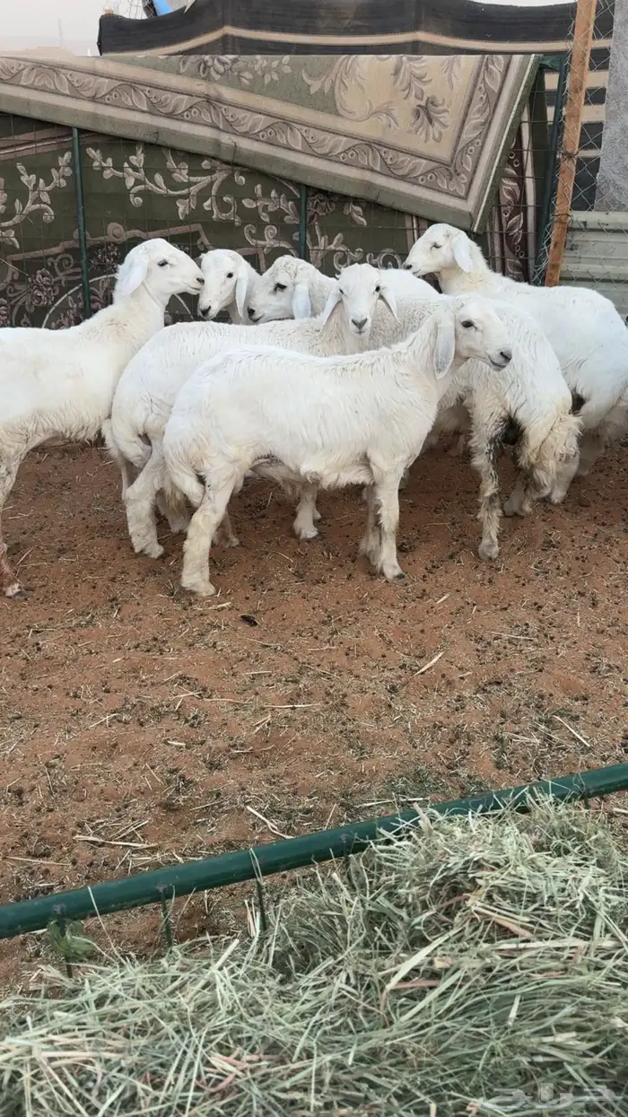 6 طليان حريه جبره 1