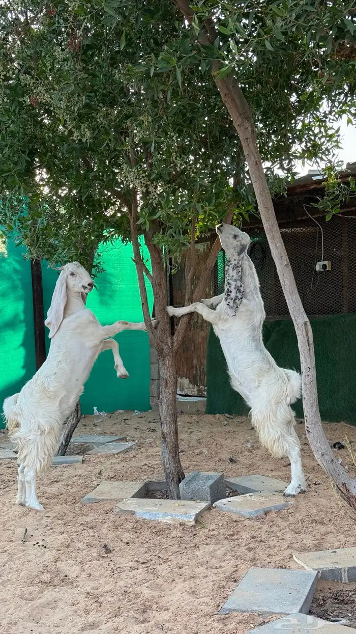 معزا مضاريع وتيس 1