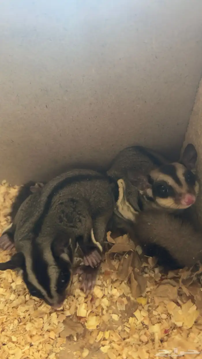 زوج شوقر قلايدر 11 شهر 1