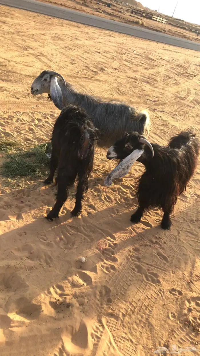 عنز والد تحتها 2 معزه حليب ومضاريع 5