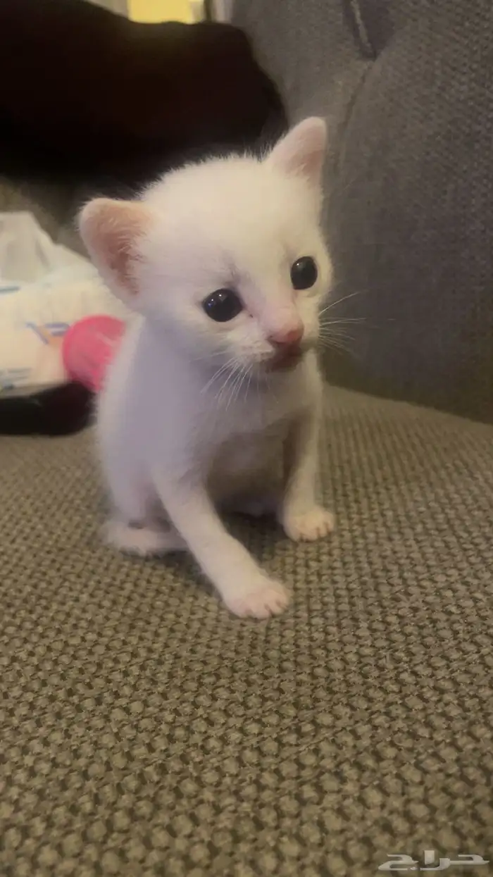 قط بلدي ابيض للتبني عمره 3 شهور 5