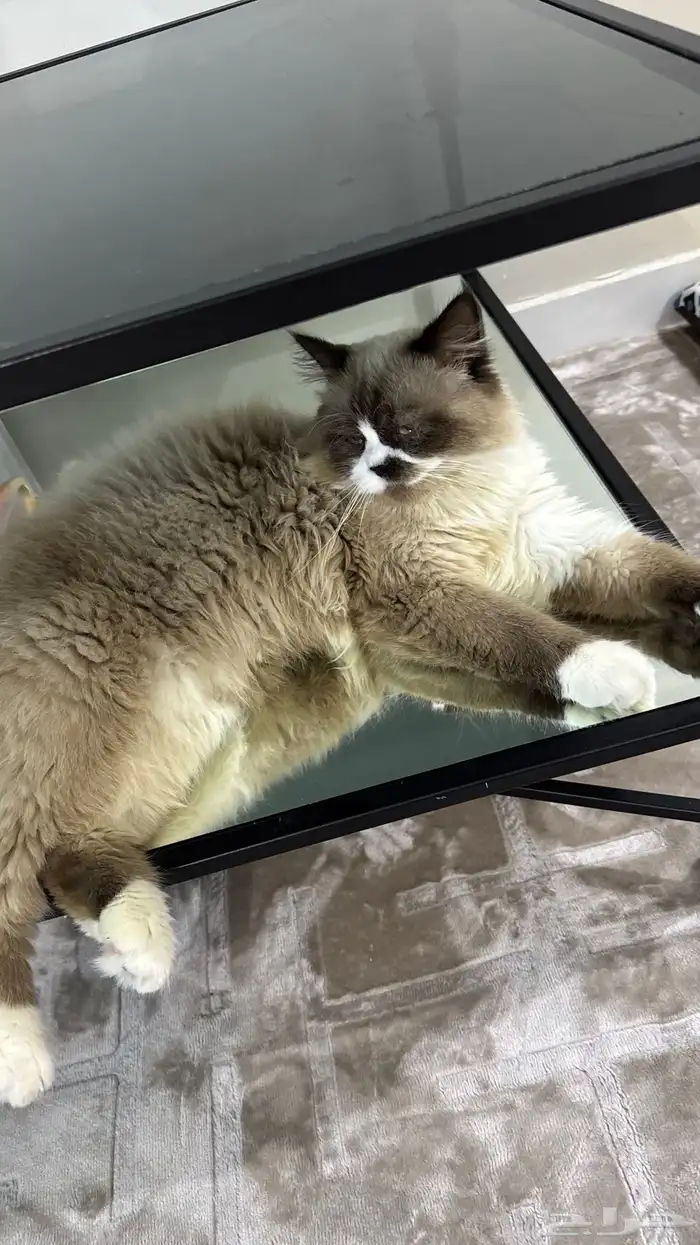 ذكر همالايا 0