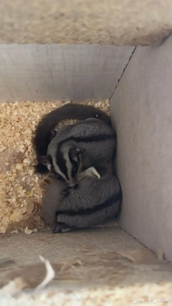 زوج شوقر قلايدر 11 شهر 0