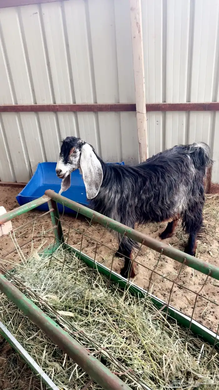 عنزه عارضيه جذعه دافع وقريب ولاده 1