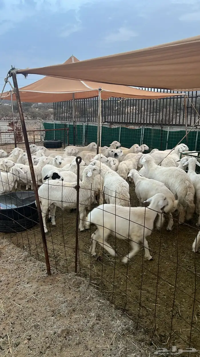 غنم حريات على الشرط 0