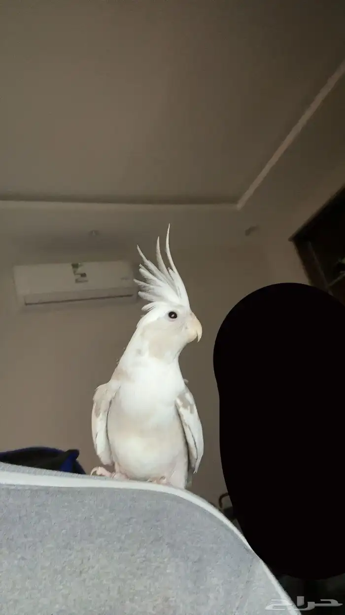 كروان هولندي 1