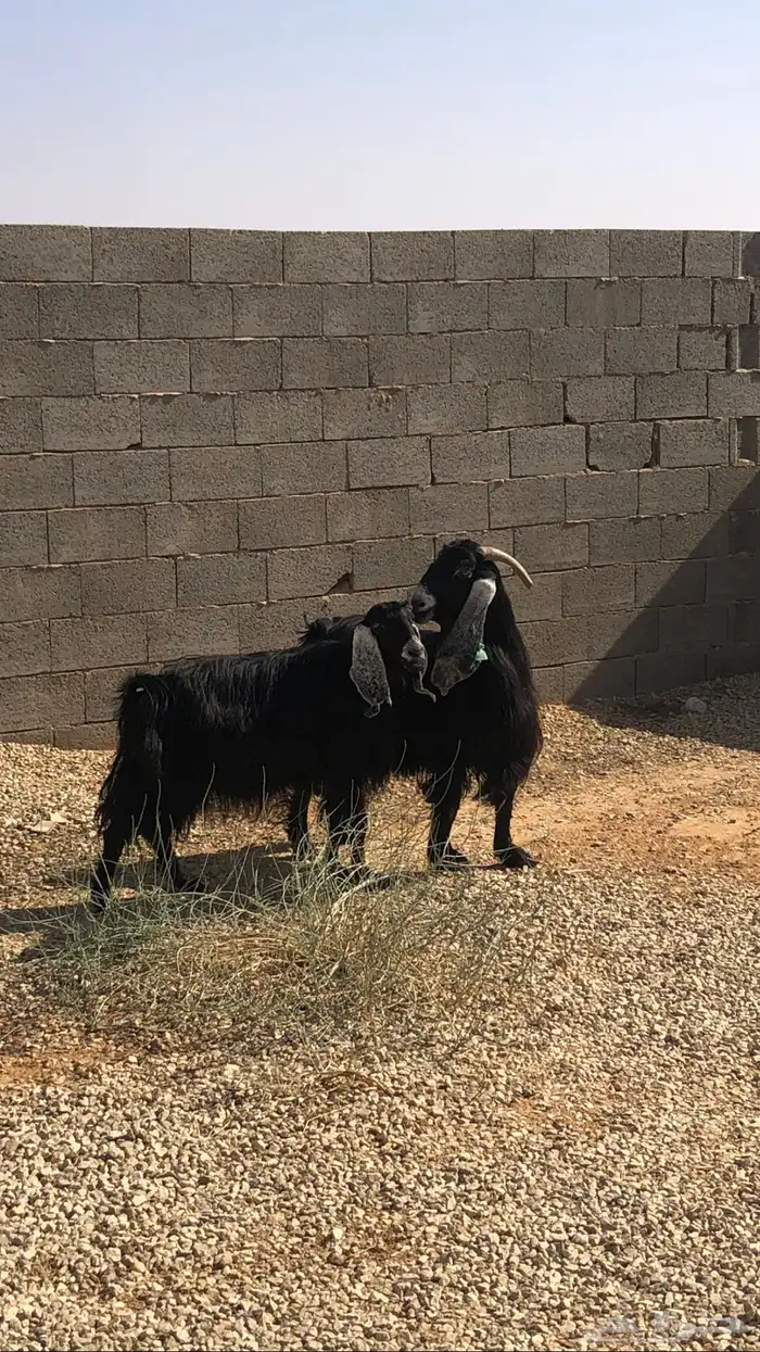 معزاء دفيع مضاريع ثلاث شهور العدد 2 3