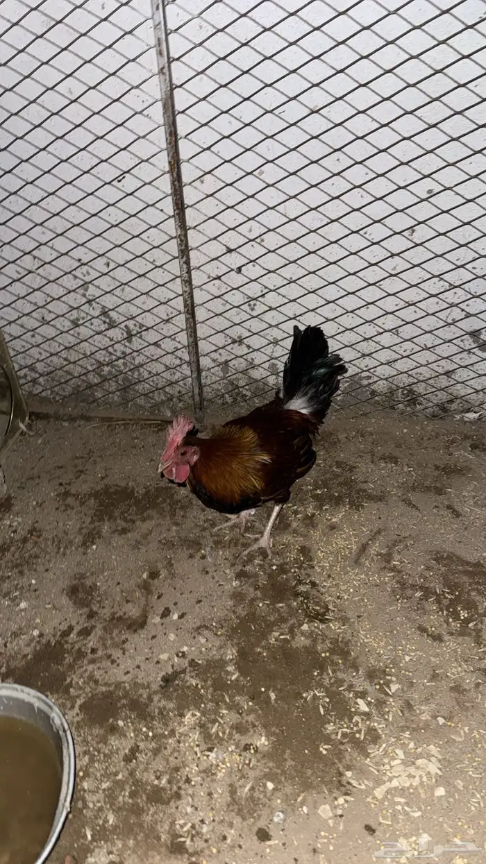 ديك للبيع شرط اضرب وآذان كفو العمر 5شهور 0