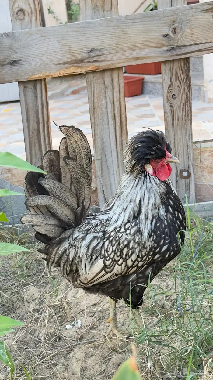 ديك بلجيكي 1