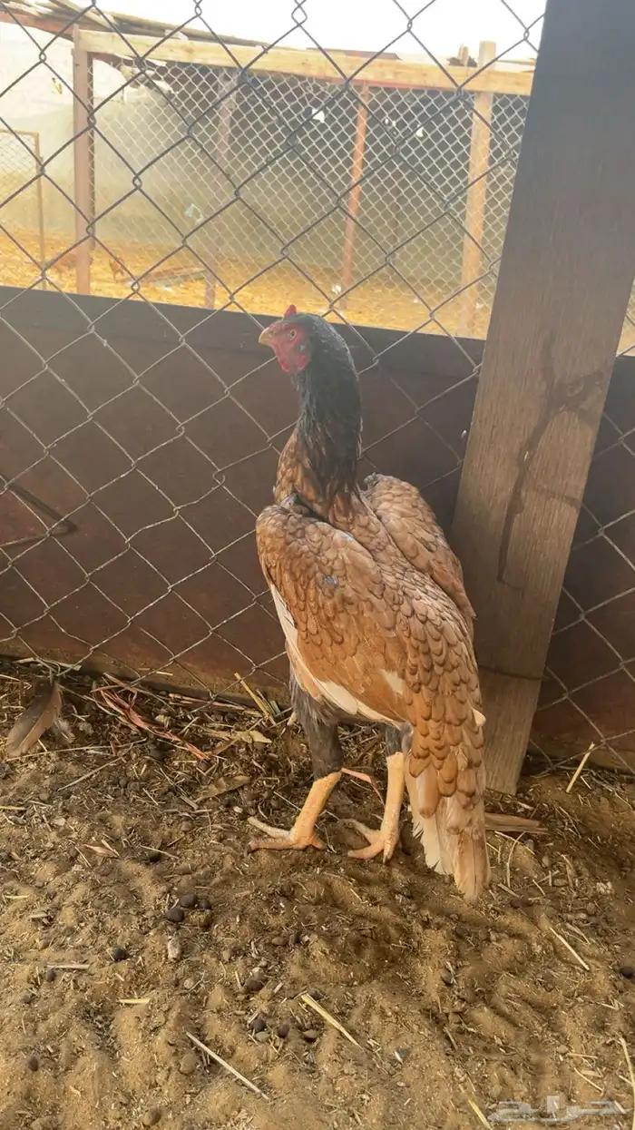 دجاجة سندية مشجرة 0