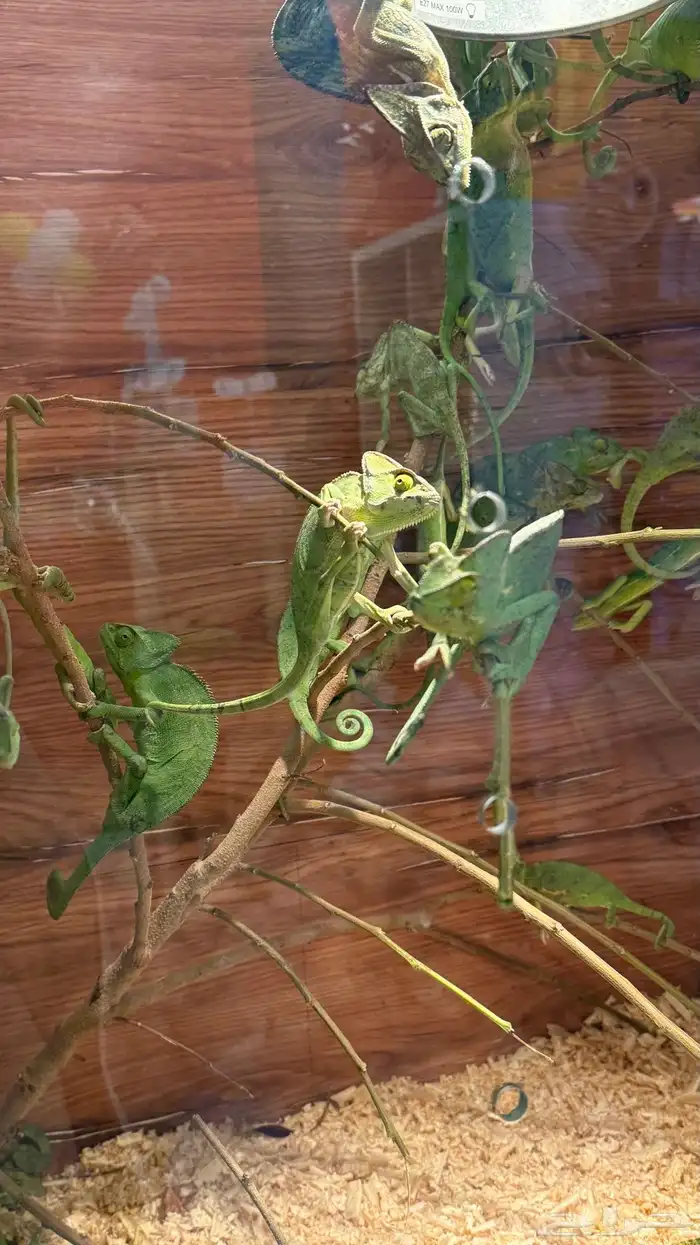 حرباء كاميليون 3