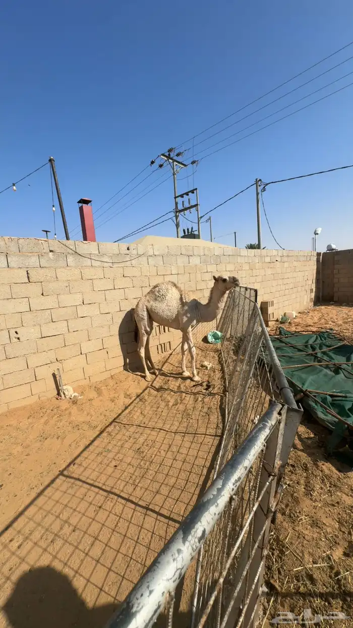 مفروده طيبه للبيع 1