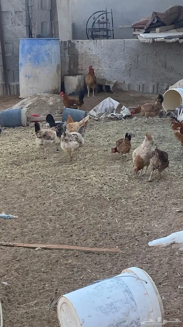 دجاج بلدي ومشكل بياض ع الشرط 2