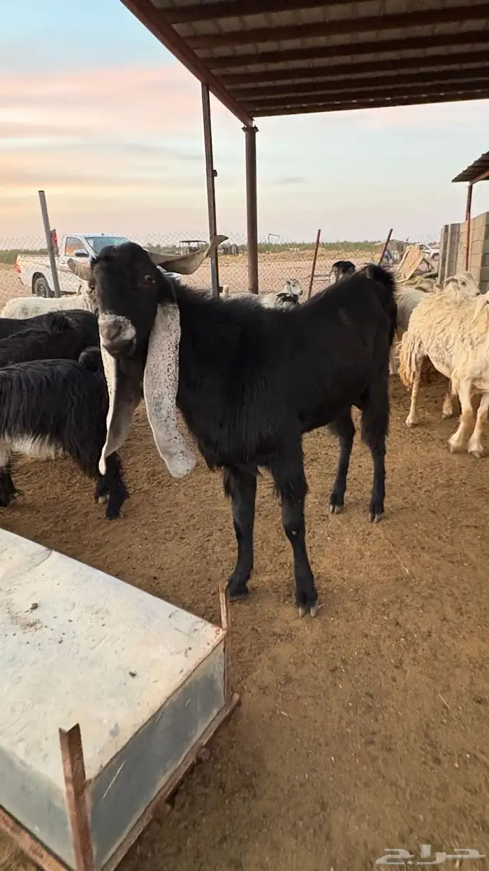 للبيع تيس معرف 0