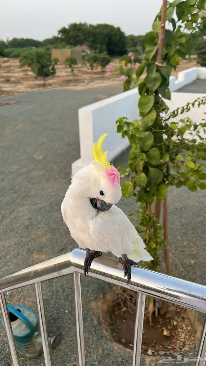 ببغاء كوكاتو ترايتون 0