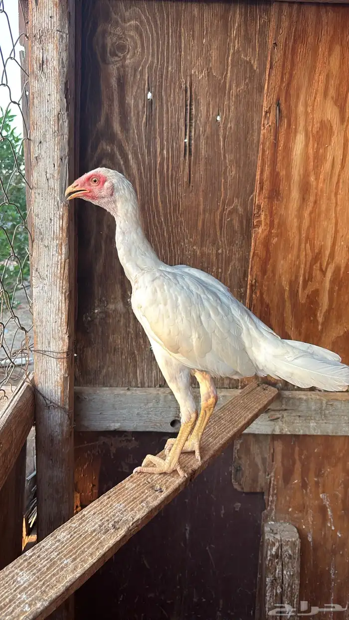 دجاجة باكستانية سندي 2