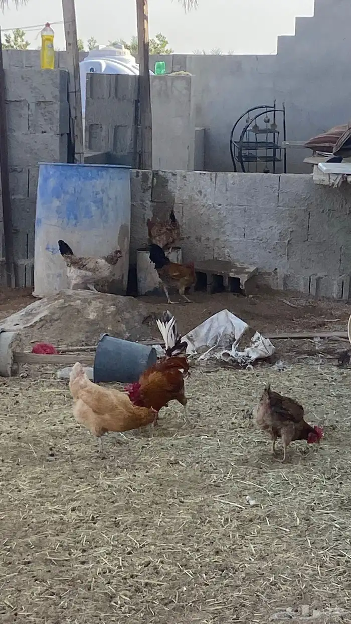 دجاج بلدي ومشكل بياض ع الشرط 1