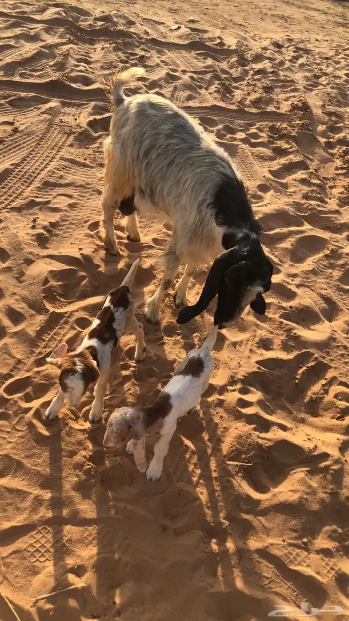 عنز والد تحتها 2 معزه حليب ومضاريع 3