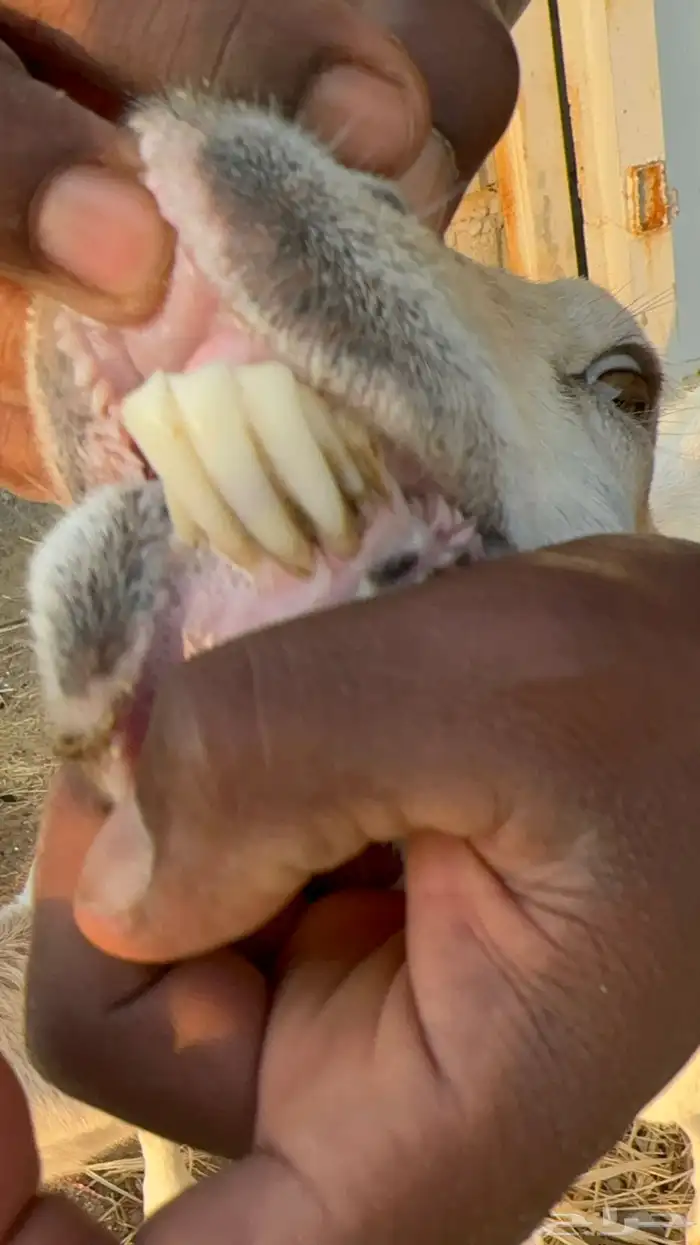 نعجة رفيدية تحتها طلي 8