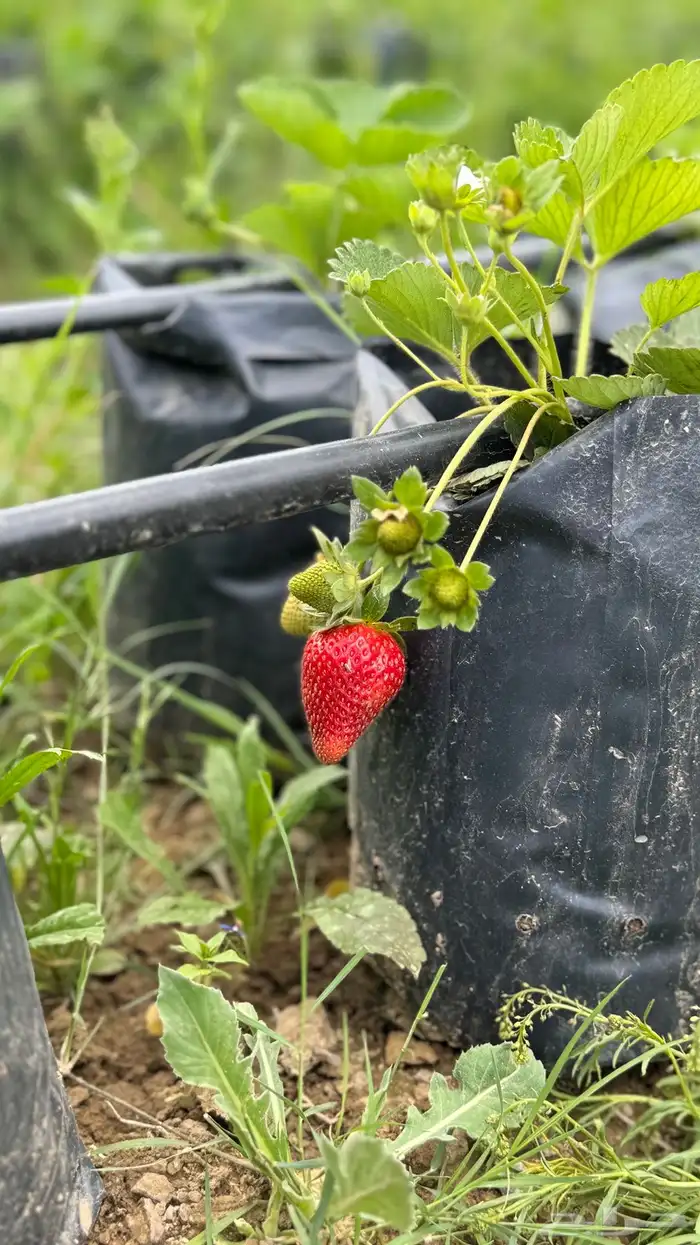 شتلات فراولة جيل اول حوالي 700 شتلة 0