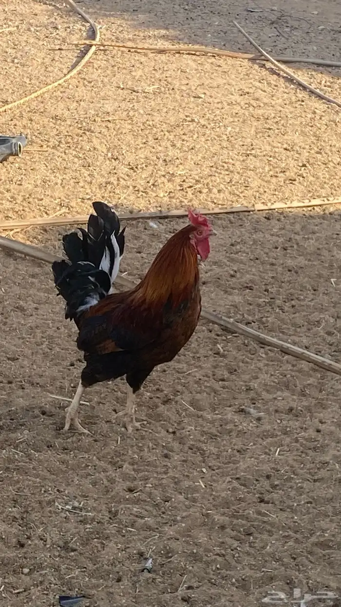 دجاج بلدي ومشكل بياض ع الشرط 0