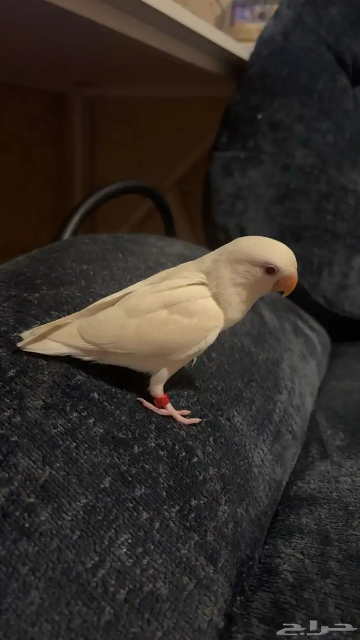 طير روز للبيع 0