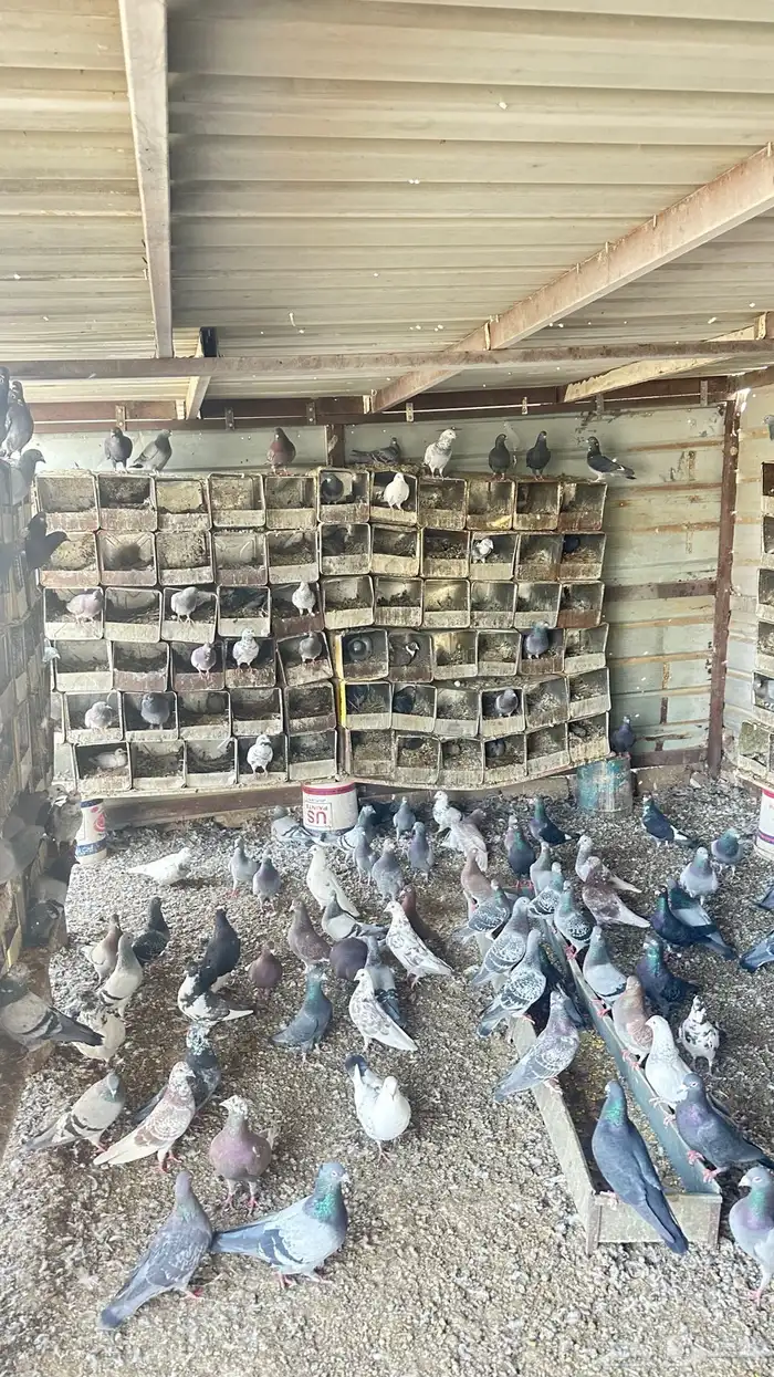 حمام للبيع 0