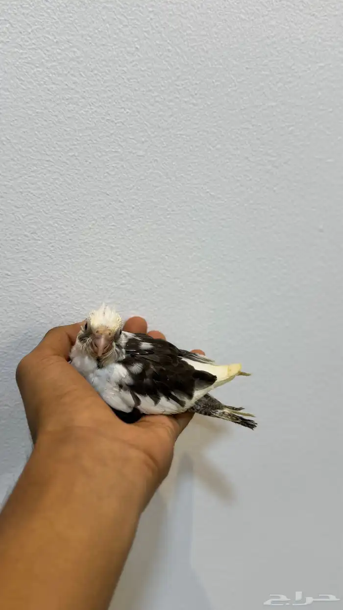 للبيع فرخين كروان غر 0