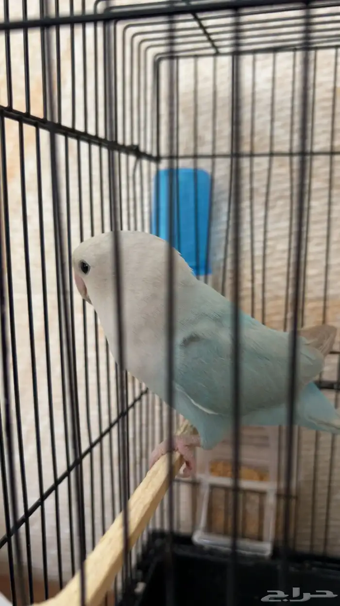 طير روز للبيع هدد مزاجي 0