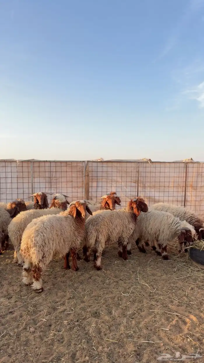 خرفان نعيم العدد 11 ( بريدة) 0