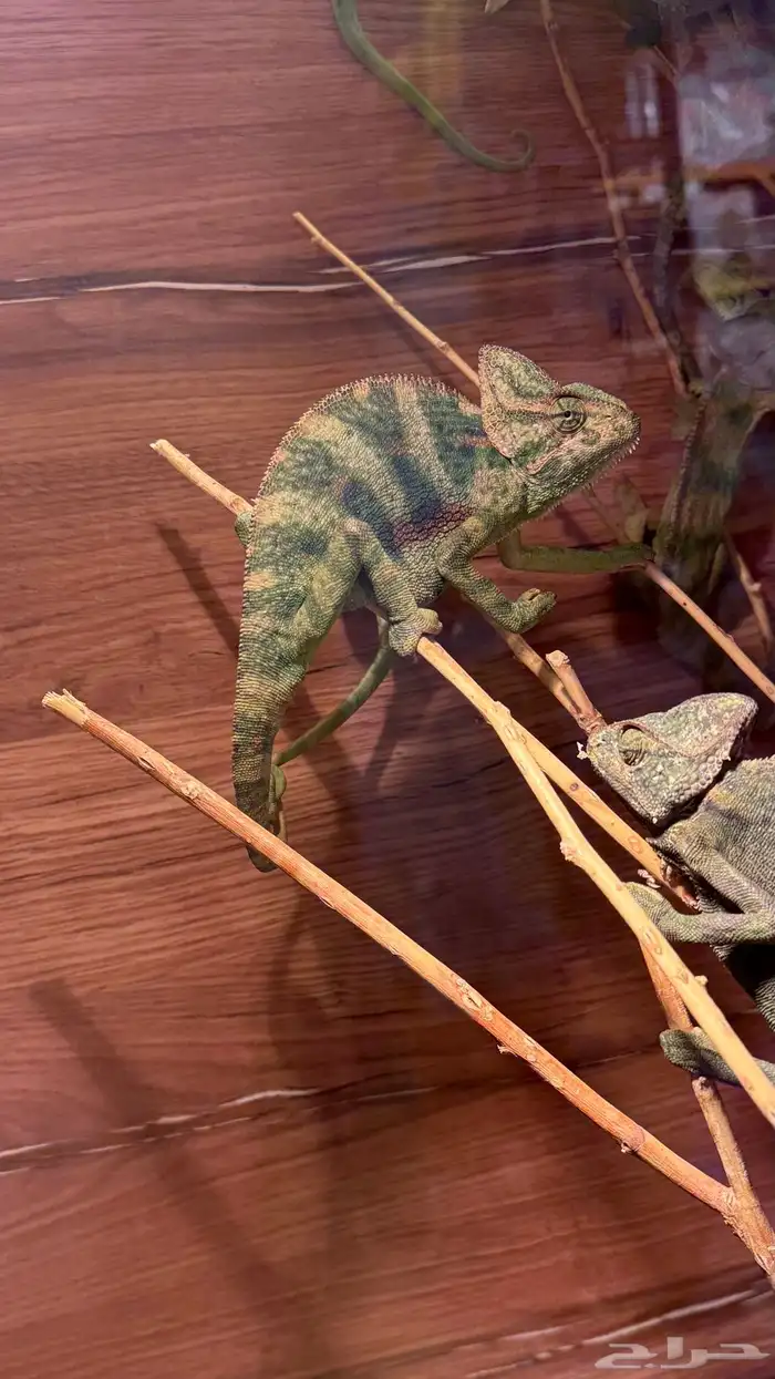 حرباء كاميليون 0