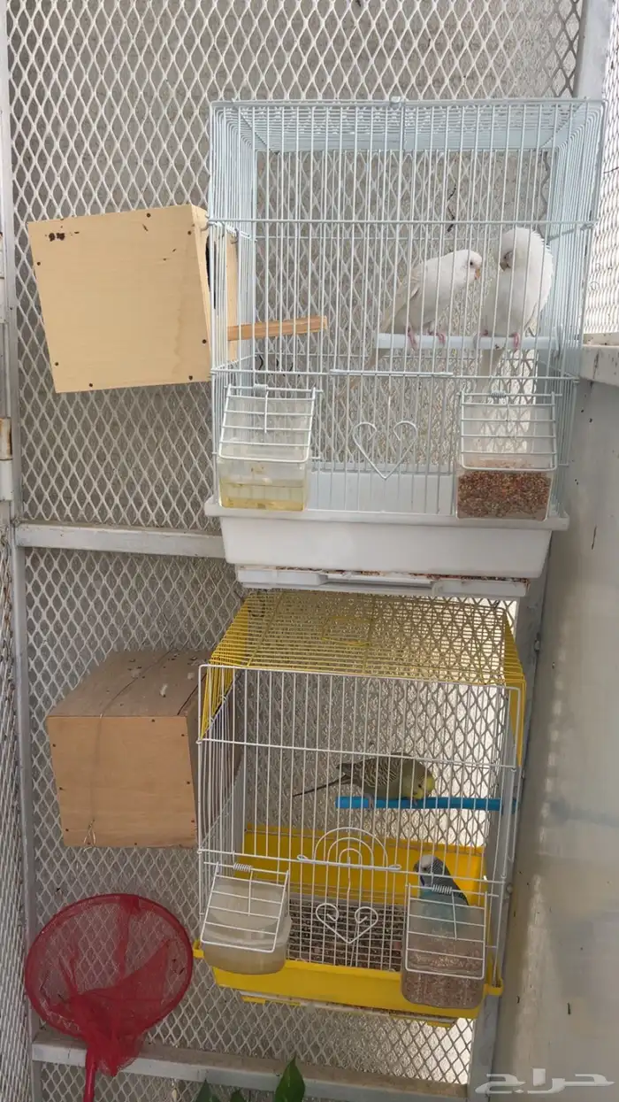 ازواج بادجي منتجة ( تم البيع ) 1