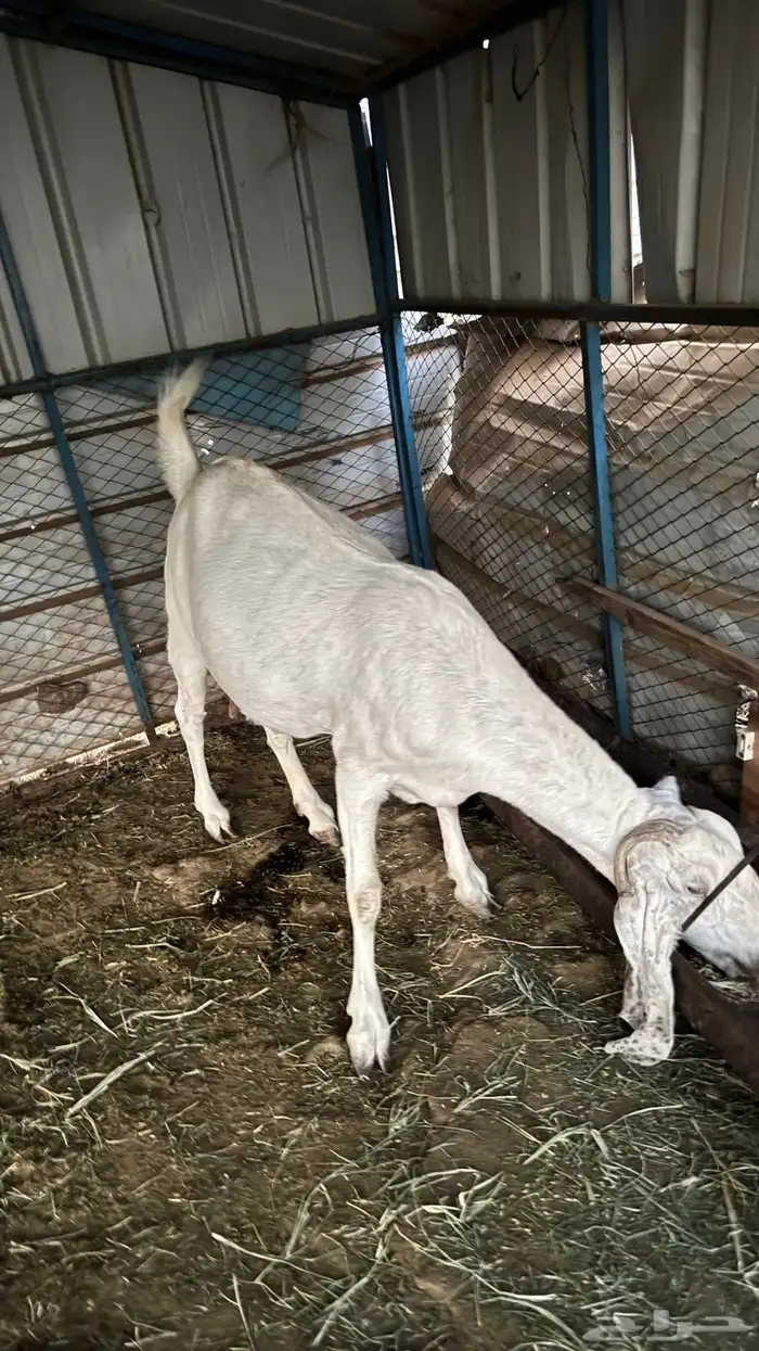 عنز مصريه دافع 1