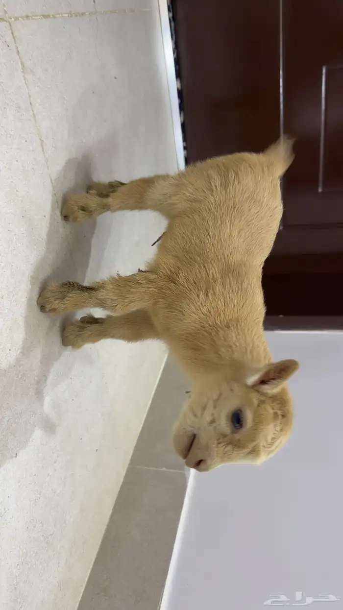 ماعز قزم   ما شاء الله 1