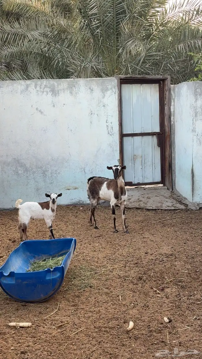 عنز جنوبيه 3