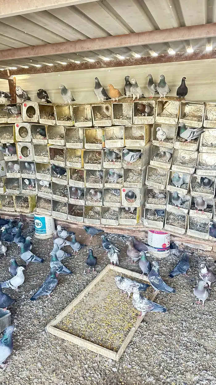 حمام للبيع 1