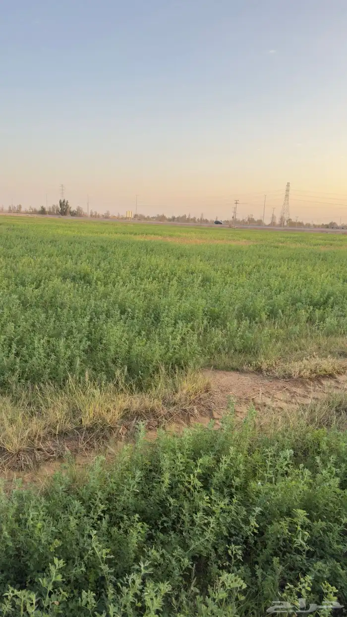 ايجار رشاش شهر برسيم 6