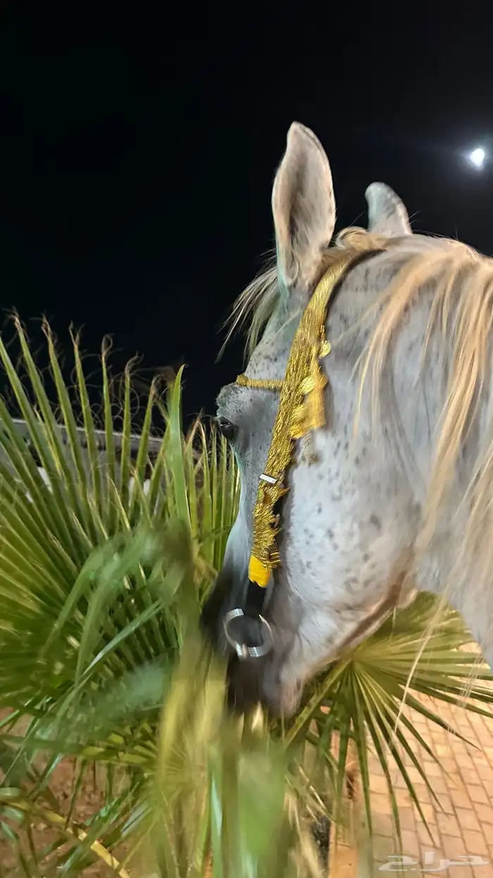 جلال خيل وزينة خيل 7