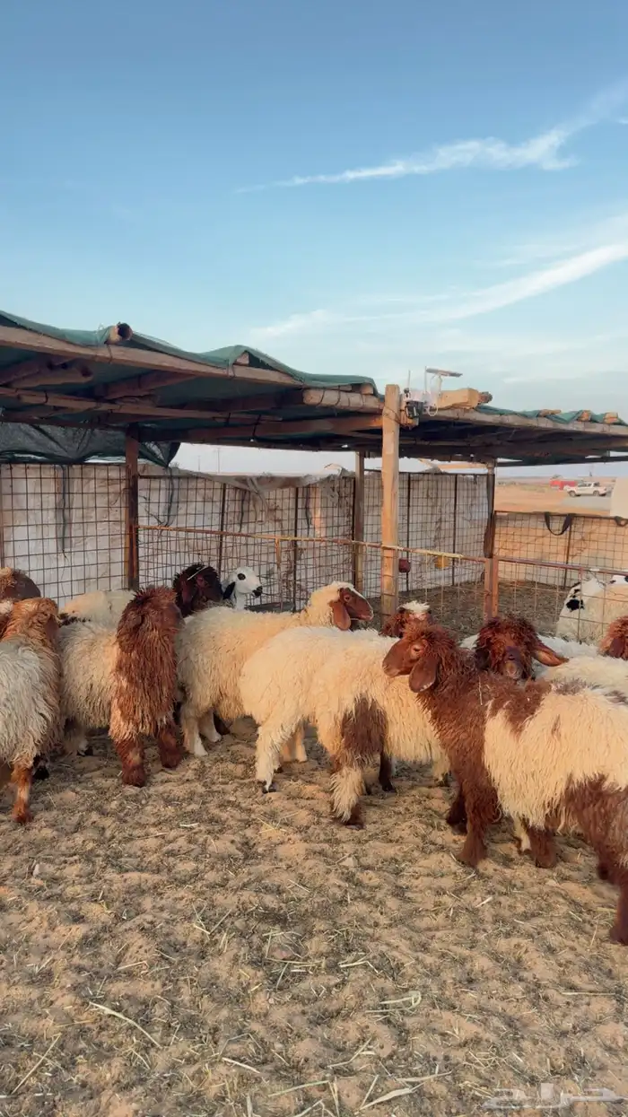 ذبايح نعيم وحري ونجد يوجد تمارا وتابي ( بريدة) 7