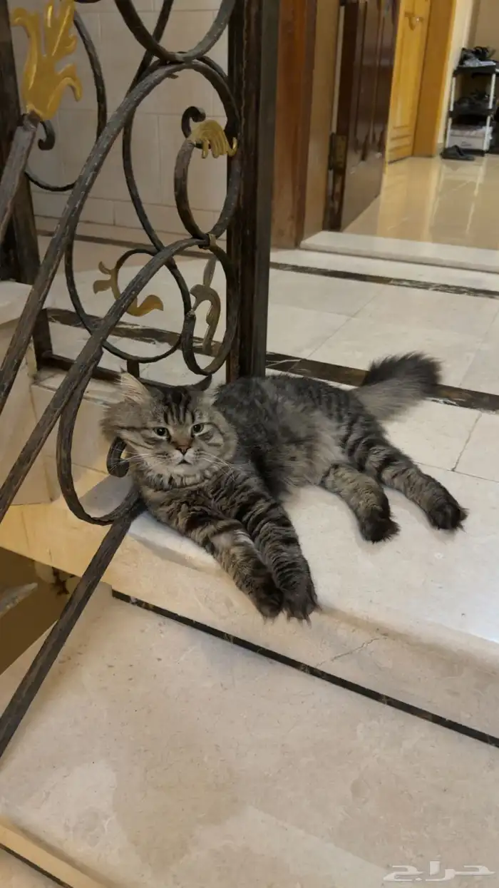 قط ذكر شيرازي طالب تزاوج 1