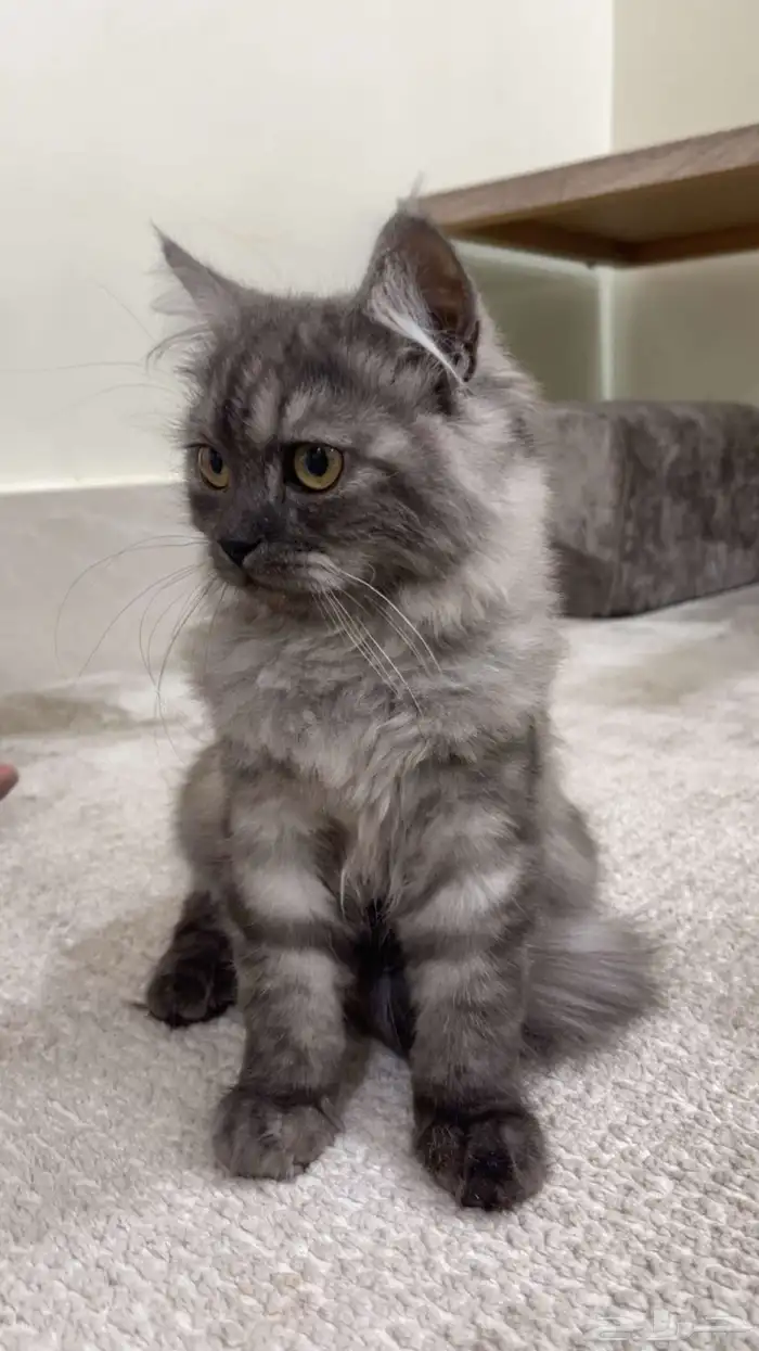 قطو للبيع شيرازي 1