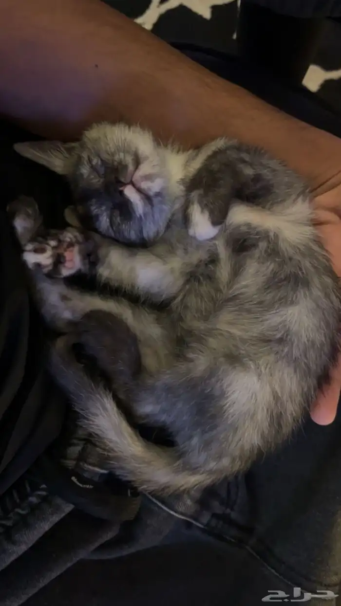 بسه للتبني 3