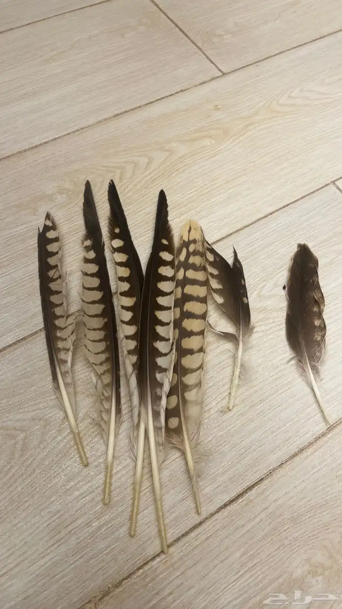 ريش طير لا التواصل 1