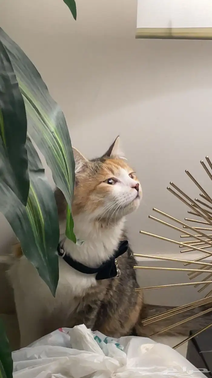 قطوه شيرازيه 4