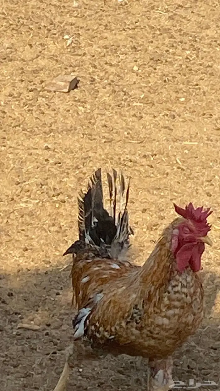 دجاج بلدي ومشكل بياض ع الشرط 7