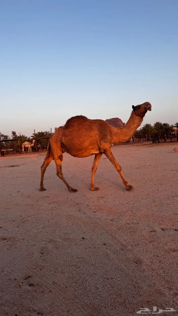 ناقه لقحه شعلا 1